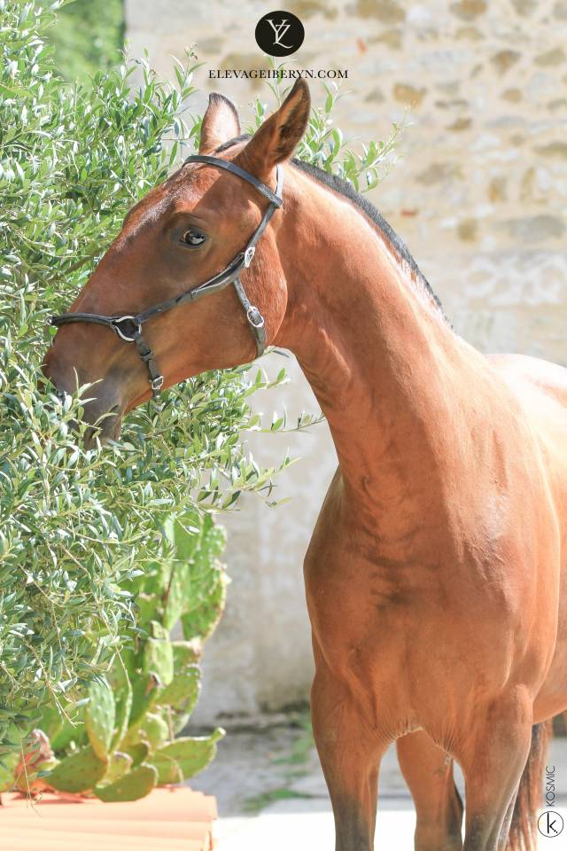 Caballo entero Lusitano En venta 2024 Bayo moreno por XEQUE MATE RT