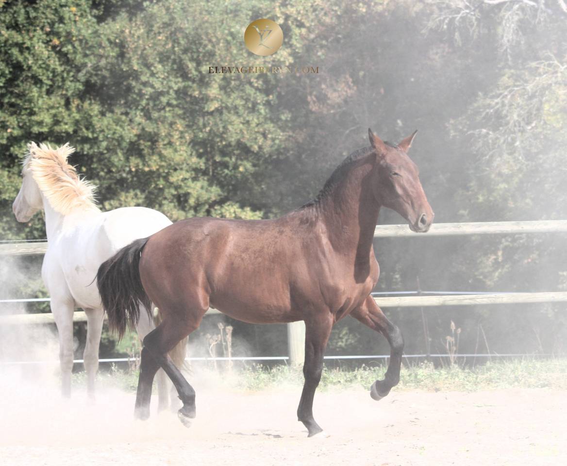 Caballo entero Lusitano En venta 2024 Bayo moreno por XEQUE MATE RT