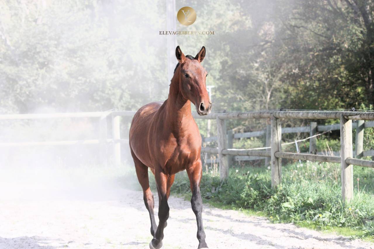 Caballo entero Lusitano En venta 2024 Bayo moreno por XEQUE MATE RT