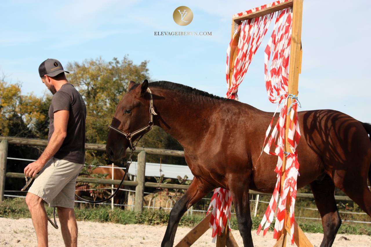 Caballo entero Lusitano En venta 2024 Bayo moreno por XEQUE MATE RT