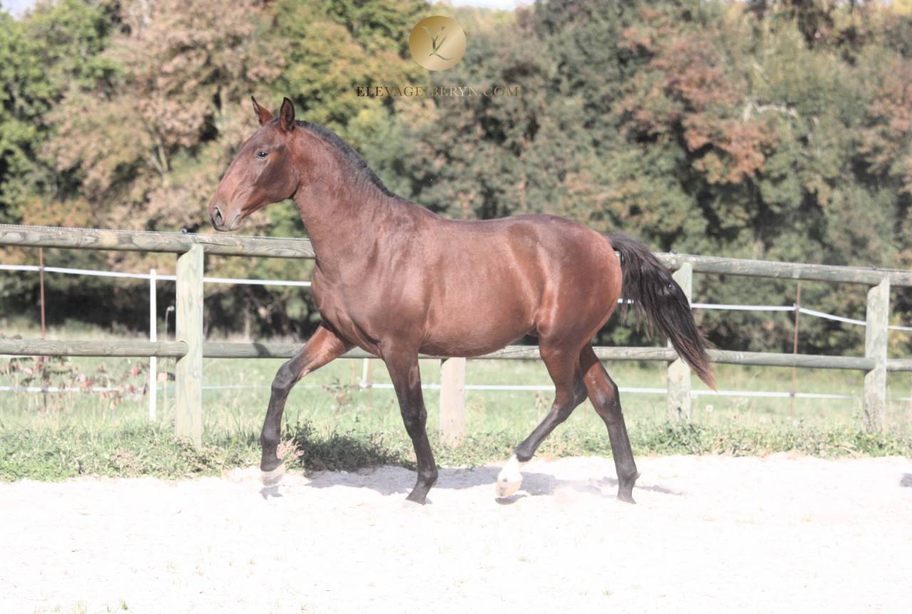 Caballo entero Lusitano En venta 2024 Bayo moreno por XEQUE MATE RT