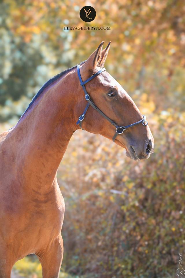 Caballo entero Lusitano En venta 2024 Bayo moreno por XEQUE MATE RT