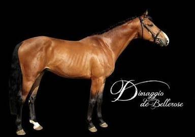 Yegua AES Anglo European Studbook En venta 2013 Bayo por Dimaggio de Bellerose