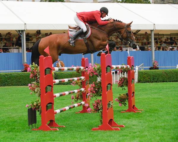 Yegua AES Anglo European Studbook En venta 2013 Bayo por Dimaggio de Bellerose