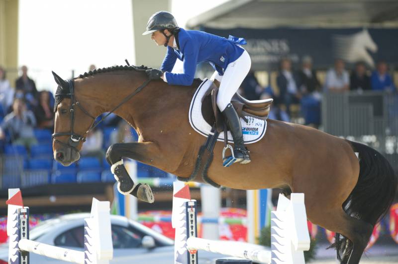 Yegua AES Anglo European Studbook En venta 2013 Bayo por Dimaggio de Bellerose