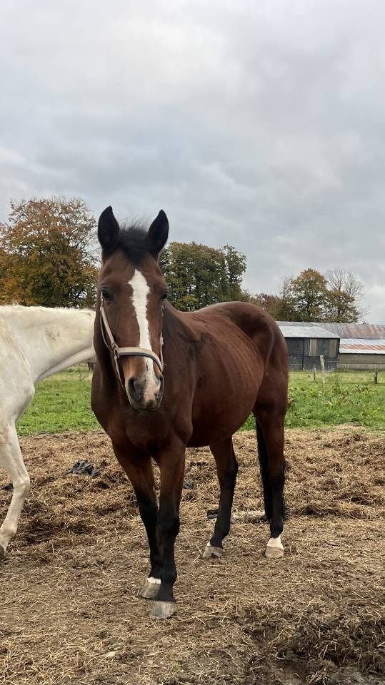 Yegua AES Anglo European Studbook En venta 2013 Bayo por Dimaggio de Bellerose