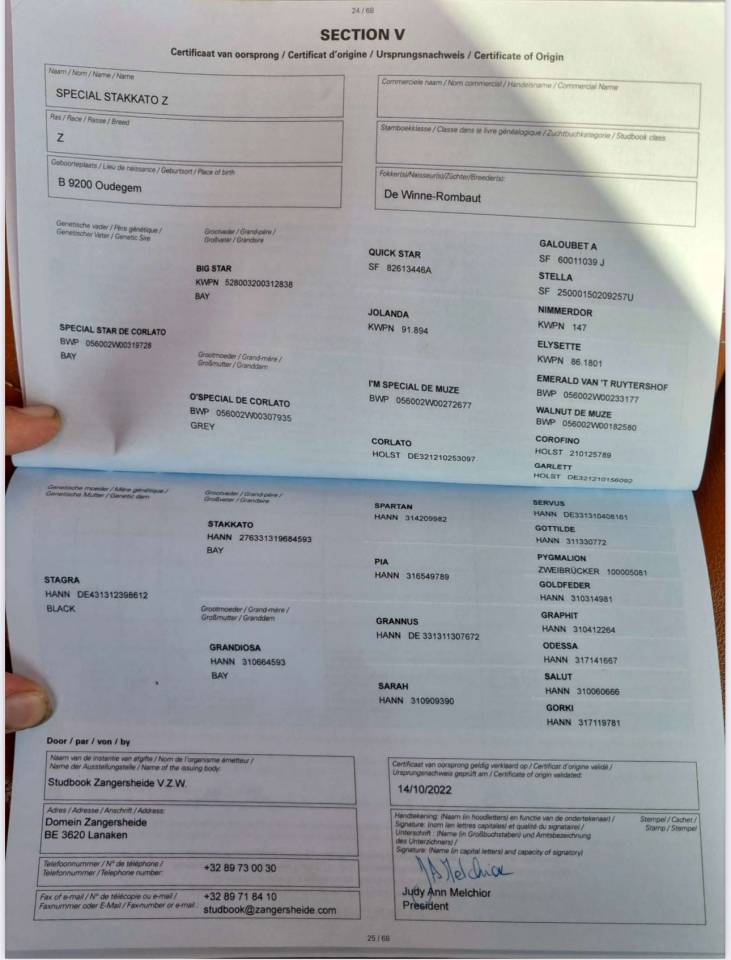 Semental BWP Caballo de Sangre Belga En venta 2022 Bayo