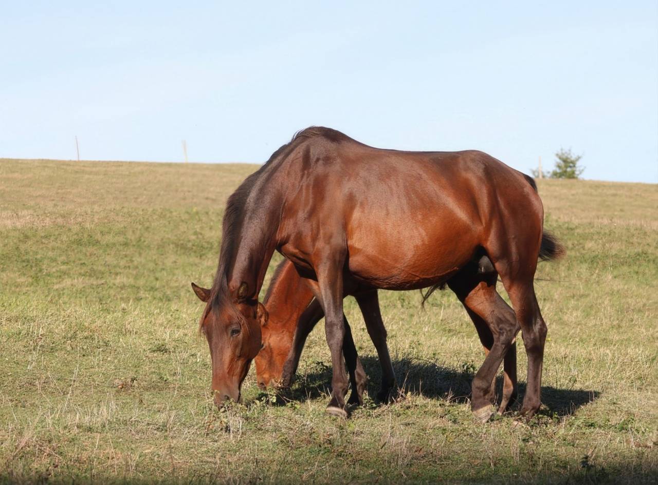 Yegua de ganader&iacute;a PRE Pura Raza Espa&ntilde;ola En venta 2012 Bayo moreno por Clarion x