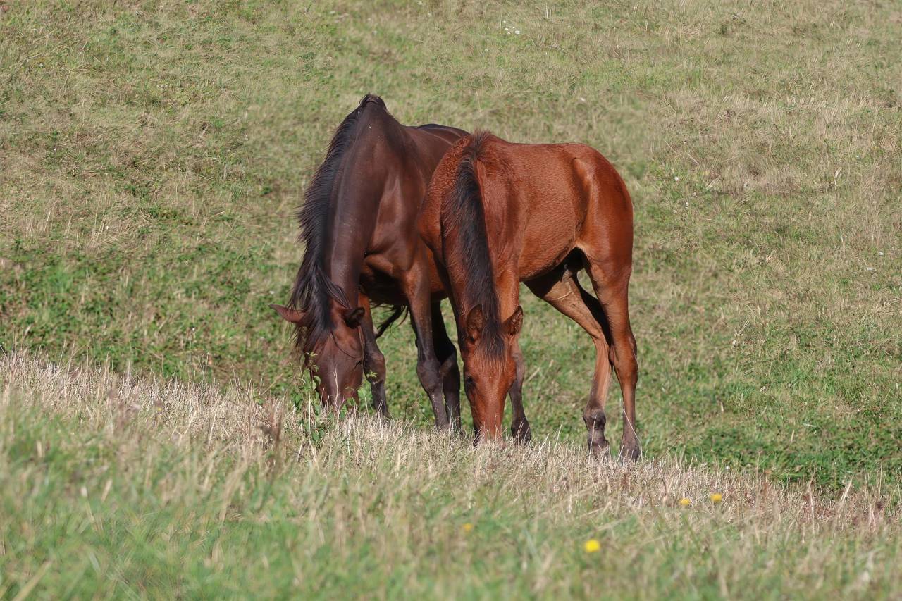 Yegua de ganader&iacute;a PRE Pura Raza Espa&ntilde;ola En venta 2012 Bayo moreno por Clarion x