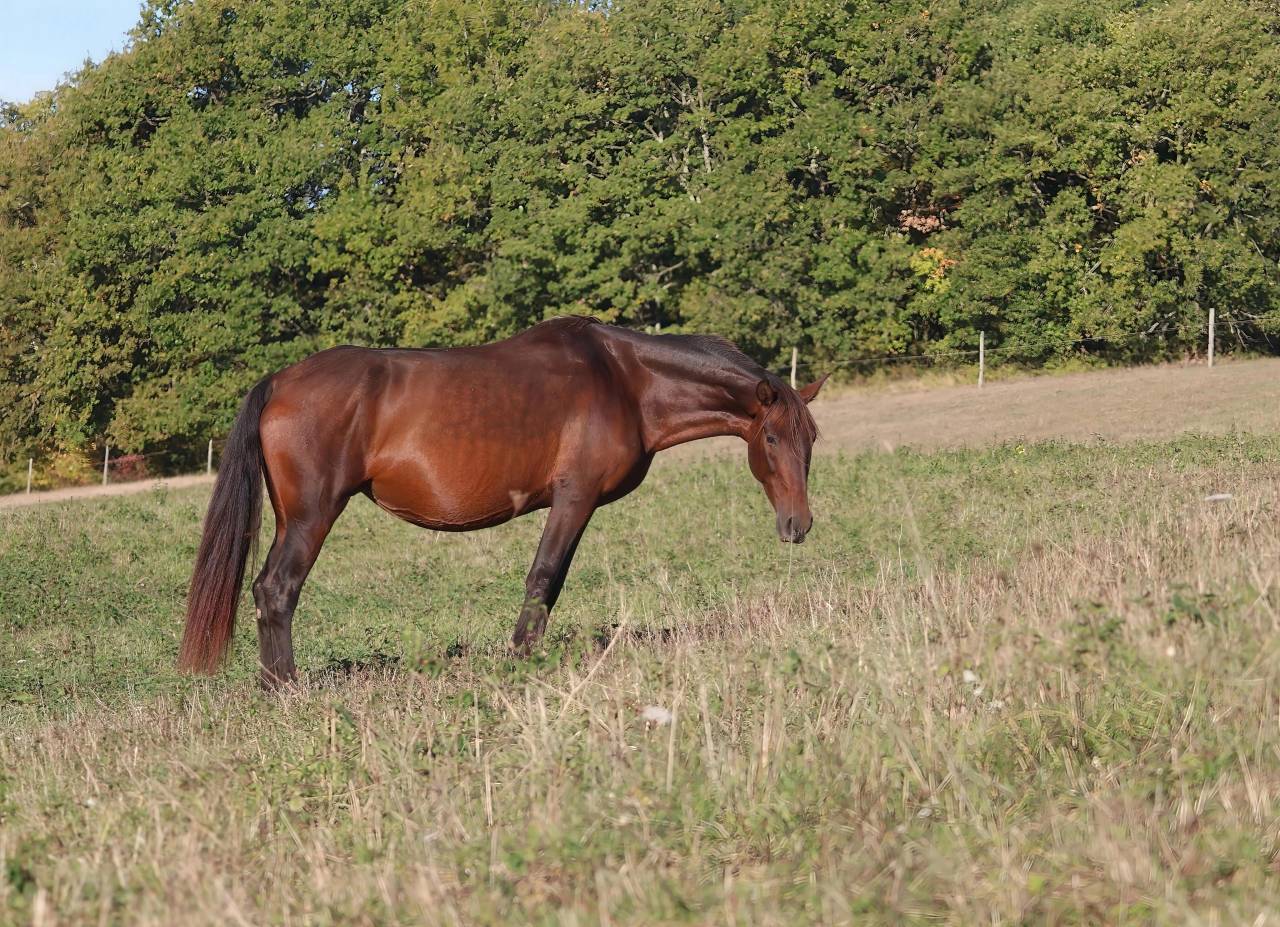 Yegua de ganader&iacute;a PRE Pura Raza Espa&ntilde;ola En venta 2012 Bayo moreno por Clarion x