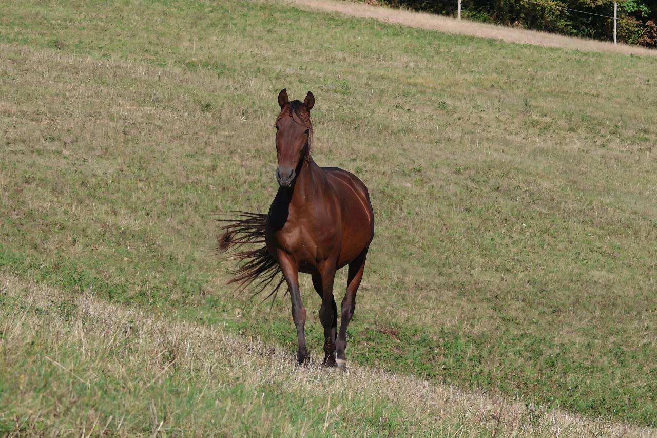 Yegua de ganader&iacute;a PRE Pura Raza Espa&ntilde;ola En venta 2012 Bayo moreno por Clarion x