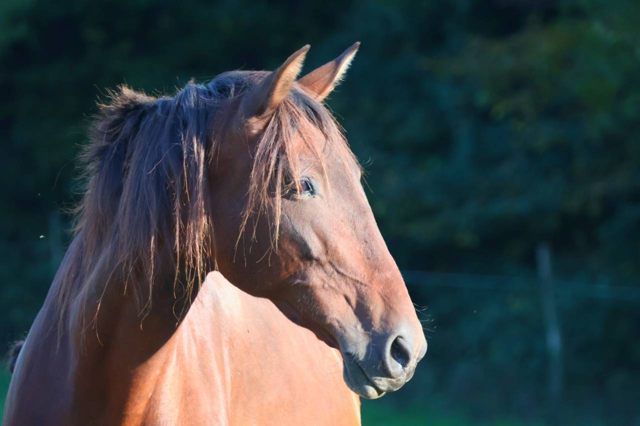 Yegua de ganader&iacute;a PRE Pura Raza Espa&ntilde;ola En venta 2012 Bayo moreno por Clarion x