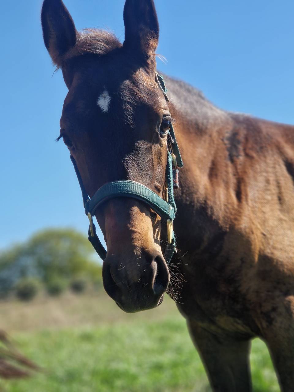 Potranca Silla Francés En venta 2025 Bayo moreno por Black Jack DK Z