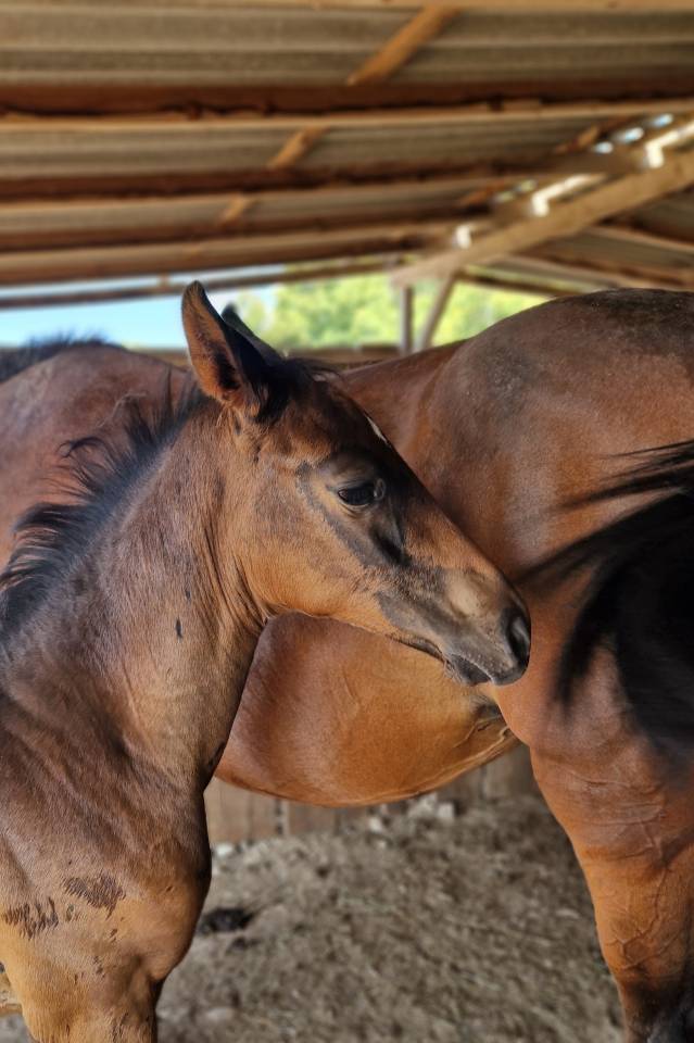Potranca Silla Francés En venta 2025 Bayo moreno por Black Jack DK Z