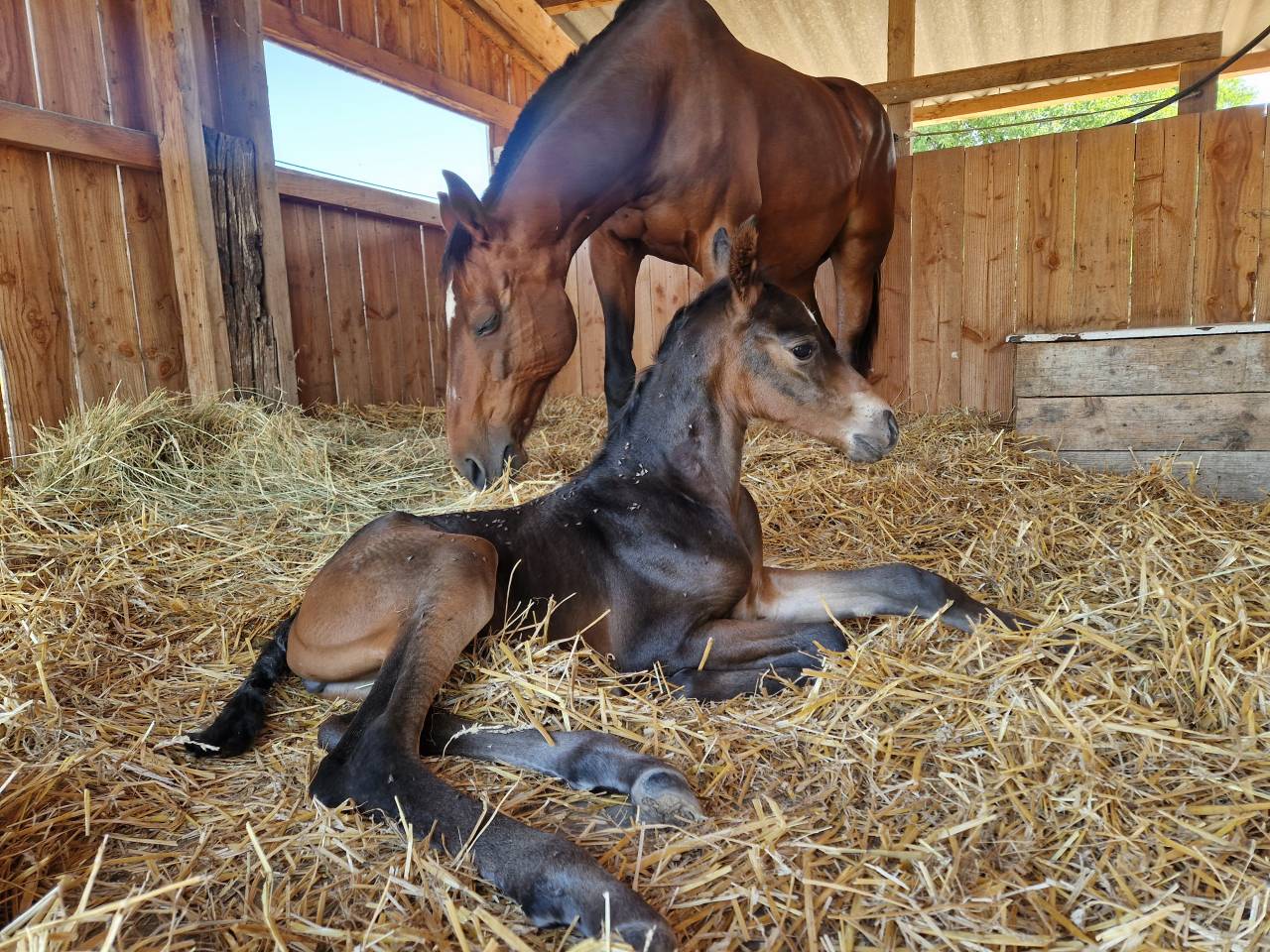 Potranca Silla Francés En venta 2025 Bayo moreno por Black Jack DK Z