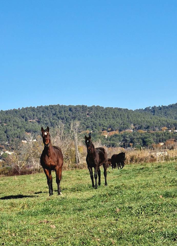 Potranca Silla Franc&eacute;s En venta 2025 Bayo moreno por Black Jack DK Z