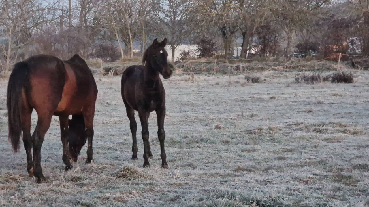 Potranca Silla Franc&eacute;s En venta 2025 Bayo moreno por Black Jack DK Z