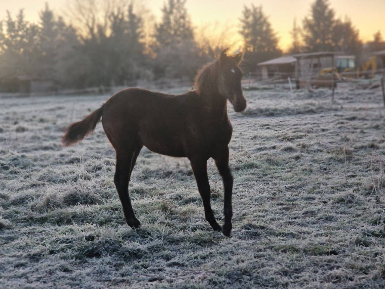 Potranca Silla Franc&eacute;s En venta 2025 Bayo moreno por Black Jack DK Z