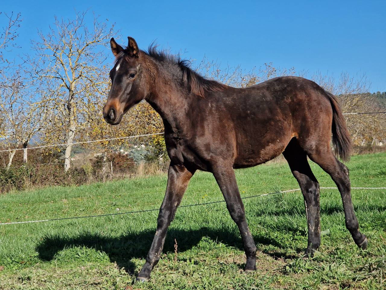 Potranca Silla Franc&eacute;s En venta 2025 Bayo moreno por Black Jack DK Z