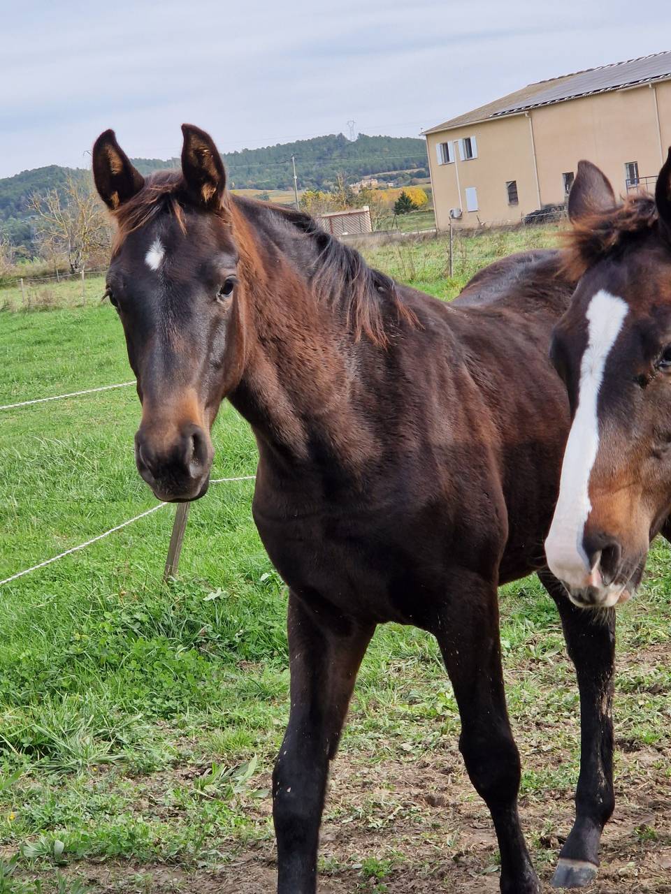 Potranca Silla Franc&eacute;s En venta 2025 Bayo moreno por Black Jack DK Z