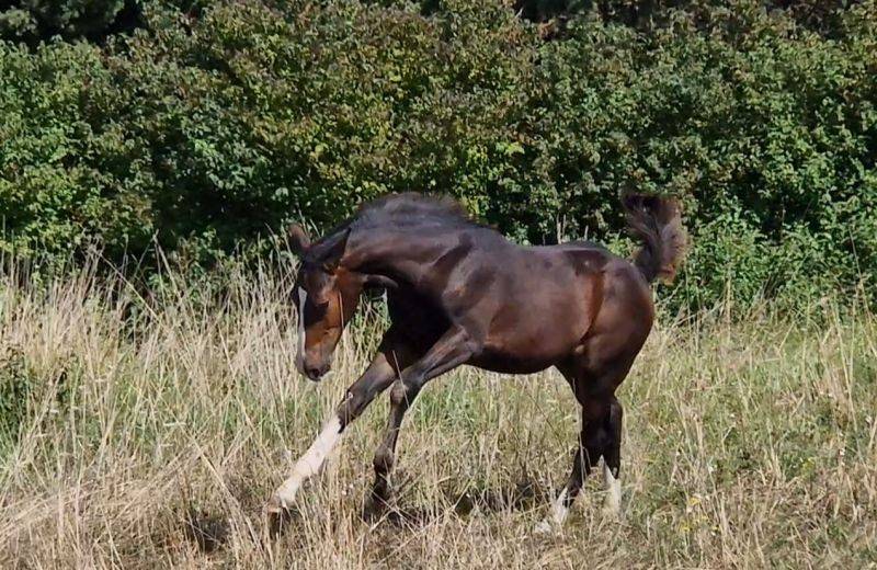 Potranca Silla Francés En venta 2025 Bayo moreno por Consul dl vie Z