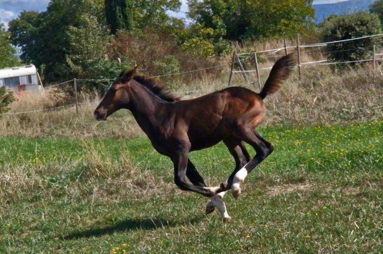 Potranca Silla Francés En venta 2025 Bayo moreno por Consul dl vie Z