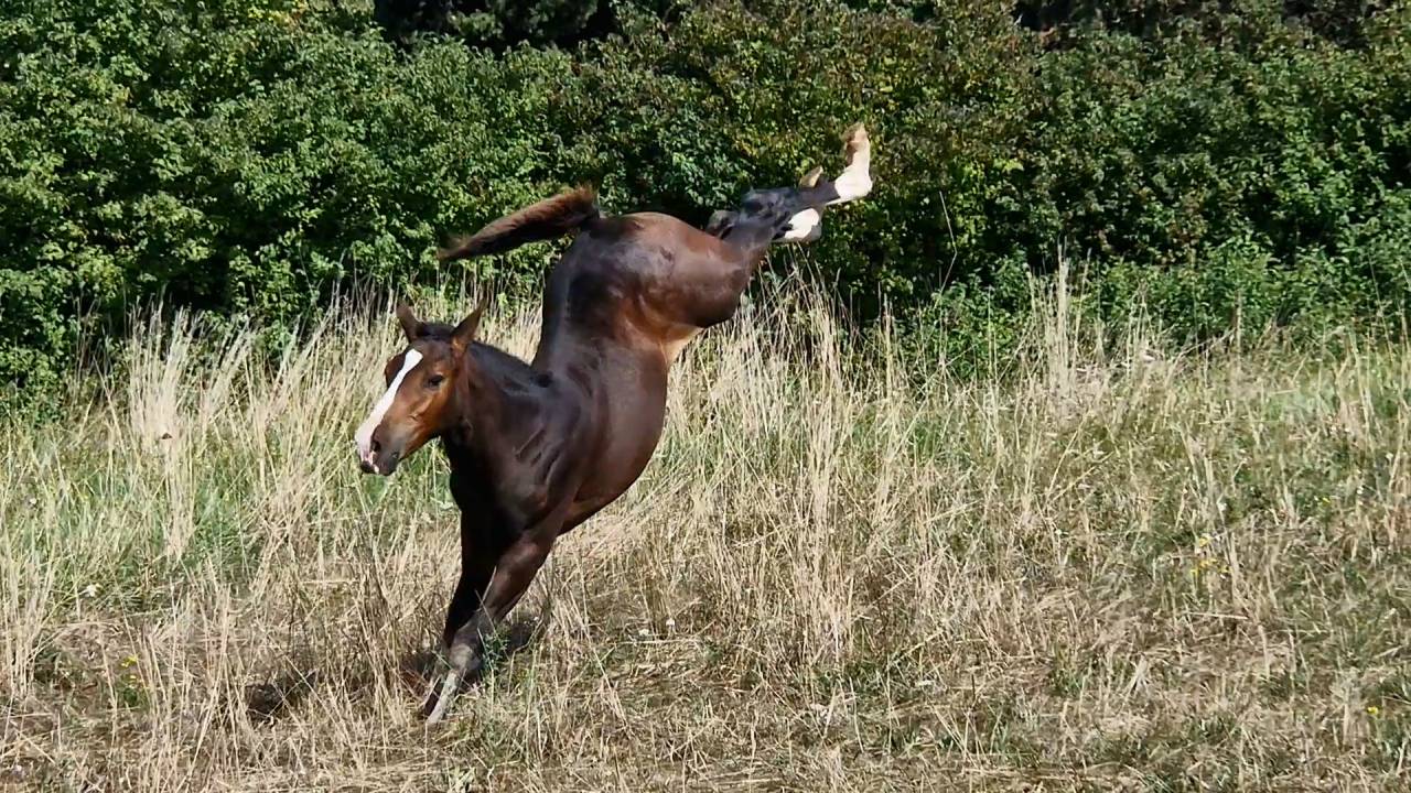 Potranca Silla Francés En venta 2025 Bayo moreno por Consul dl vie Z