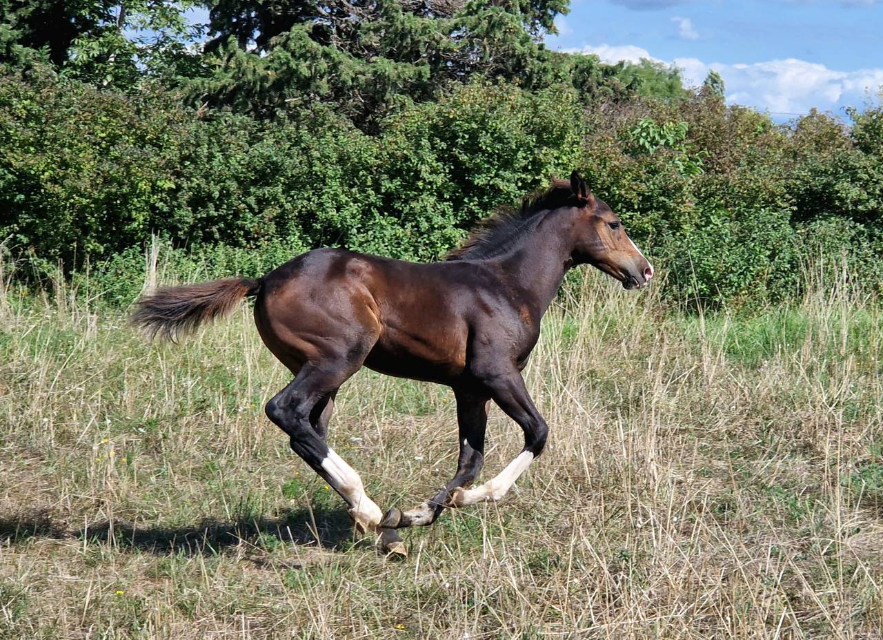 Potranca Silla Francés En venta 2025 Bayo moreno por Consul dl vie Z