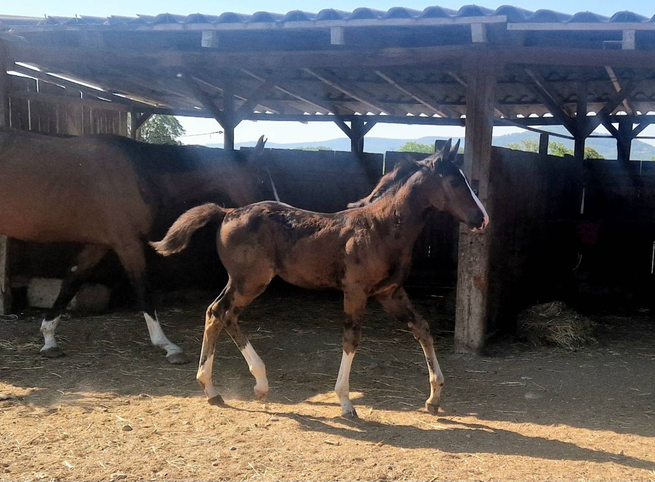 Potranca Silla Francés En venta 2025 Bayo moreno por Consul dl vie Z