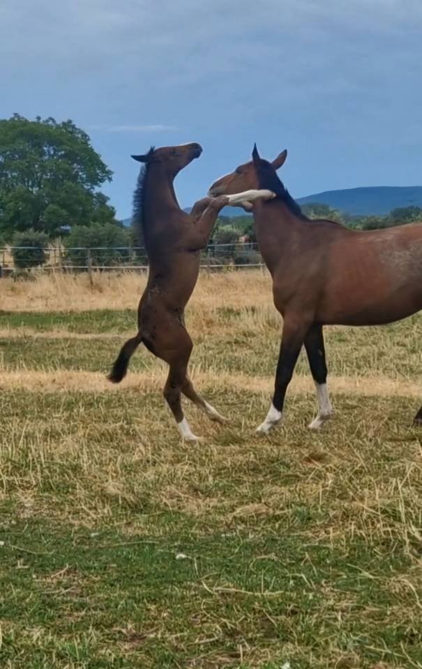 Potranca Silla Francés En venta 2025 Bayo moreno por Consul dl vie Z