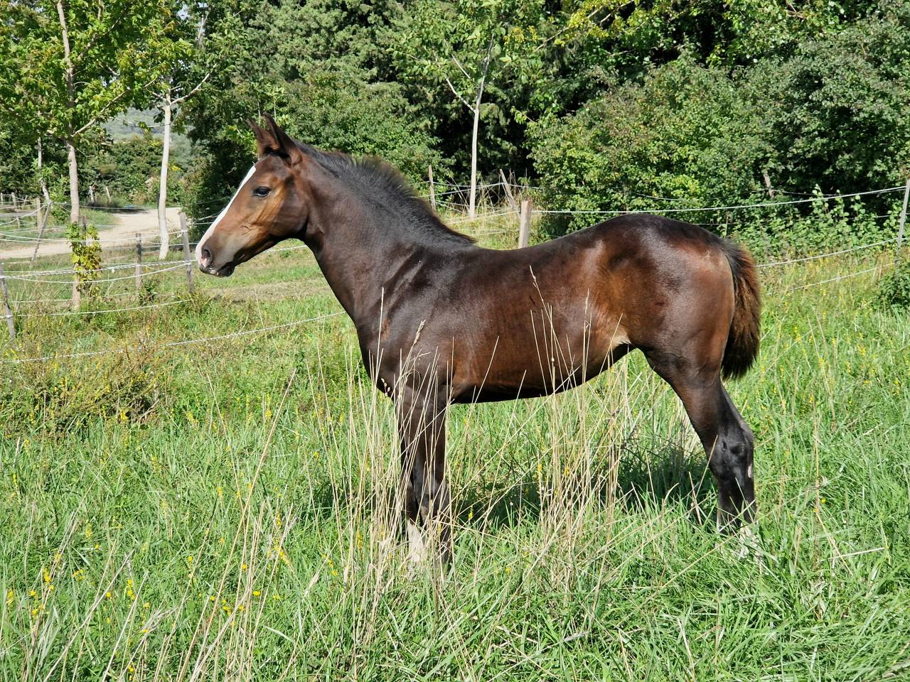 Potranca Silla Francés En venta 2025 Bayo moreno por Consul dl vie Z