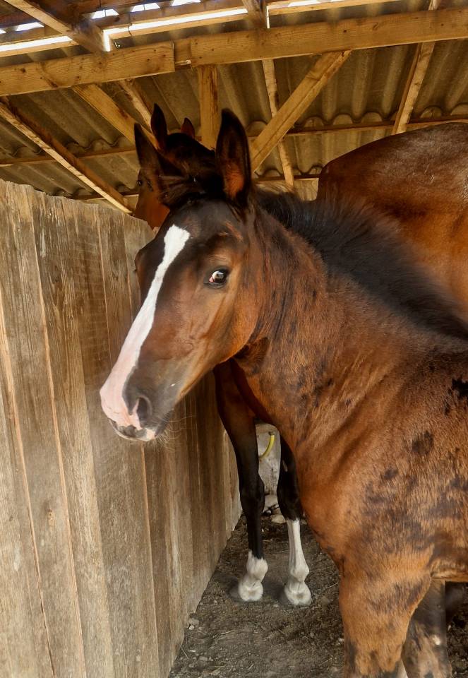 Potranca Silla Francés En venta 2025 Bayo moreno por Consul dl vie Z