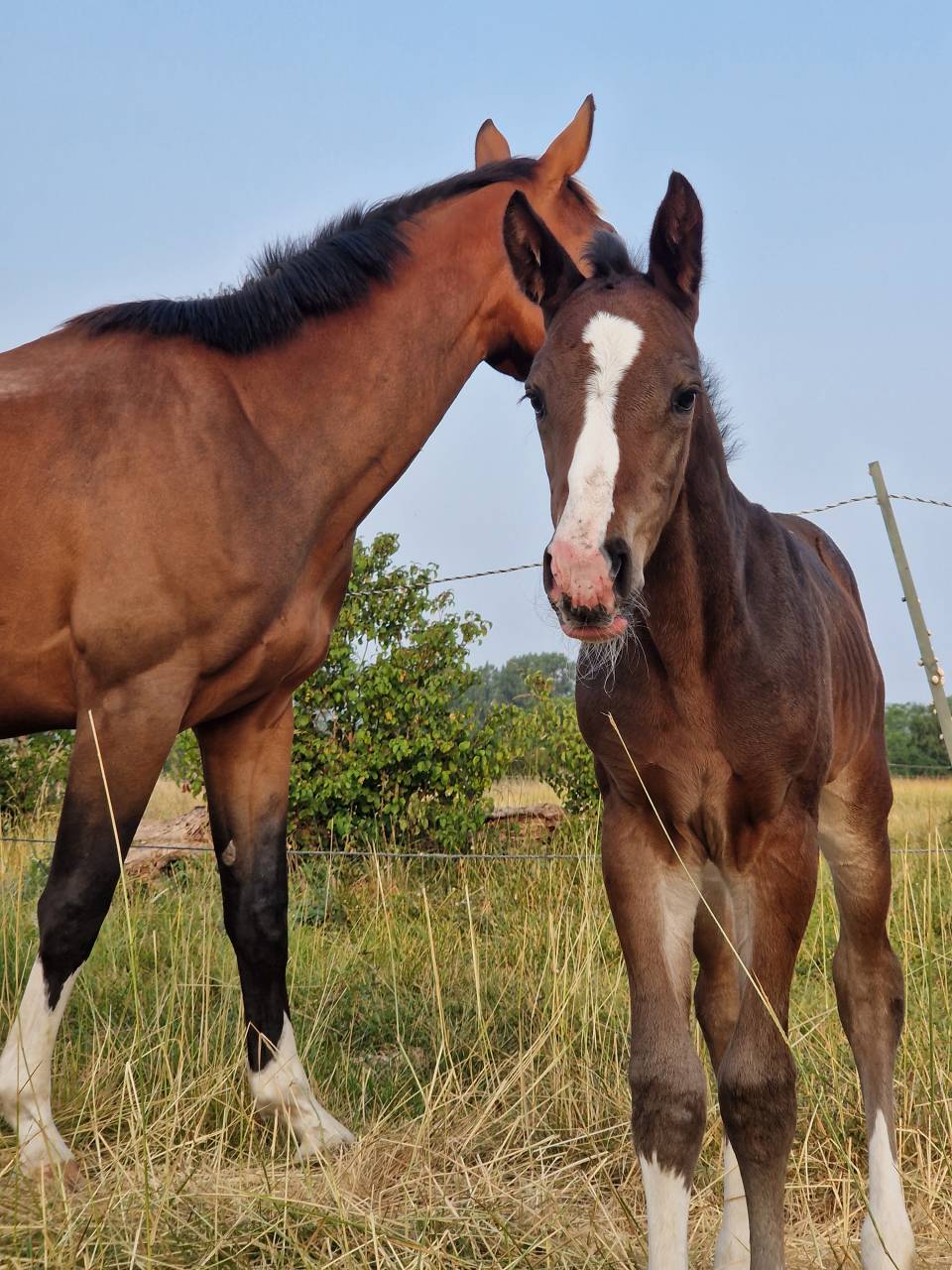 Potranca Silla Francés En venta 2025 Bayo moreno por Consul dl vie Z