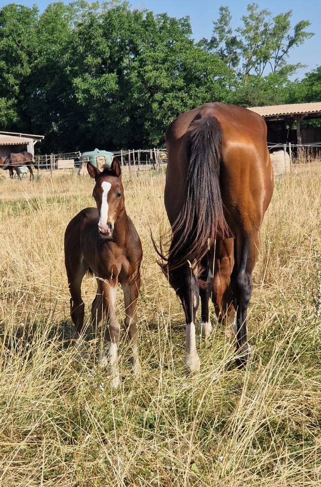 Potranca Silla Francés En venta 2025 Bayo moreno por Consul dl vie Z