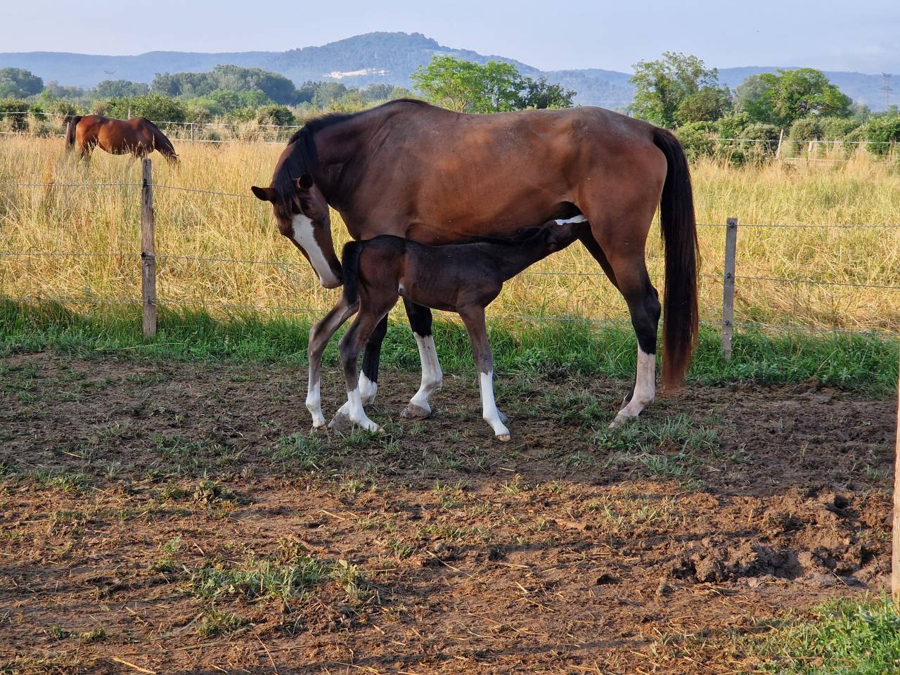 Potranca Silla Francés En venta 2025 Bayo moreno por Consul dl vie Z