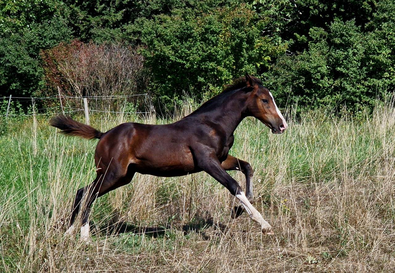 Potranca Silla Francés En venta 2025 Bayo moreno por Consul dl vie Z