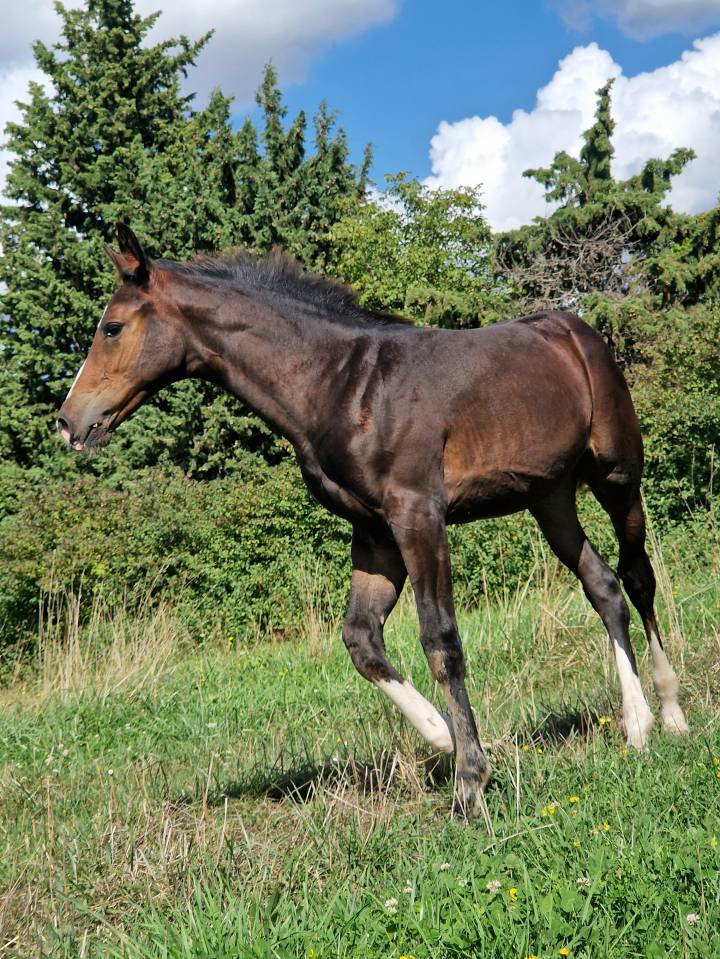 Potranca Silla Francés En venta 2025 Bayo moreno por Consul dl vie Z