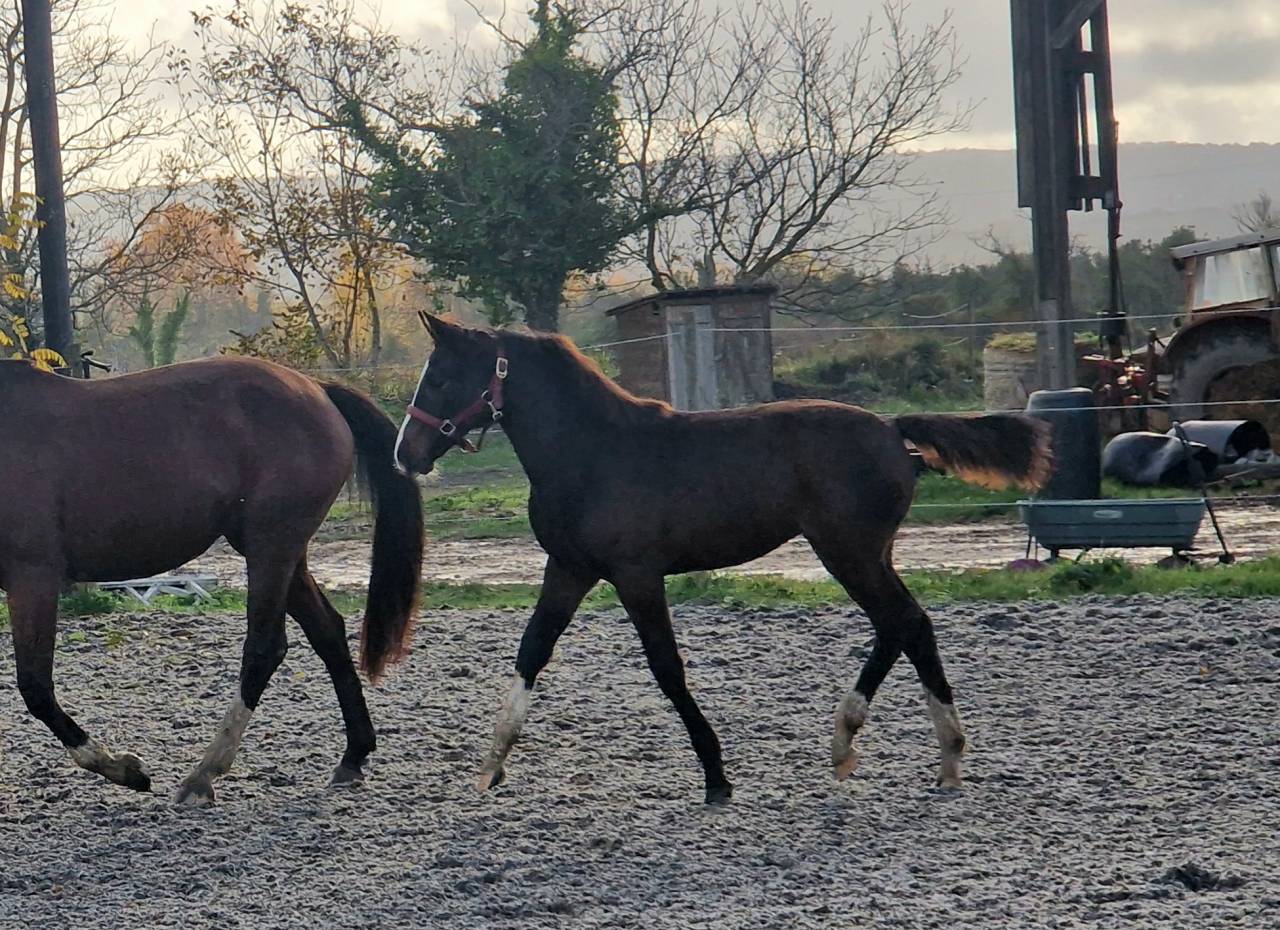 Potranca Silla Franc&eacute;s En venta 2025 Bayo moreno por Consul dl vie Z