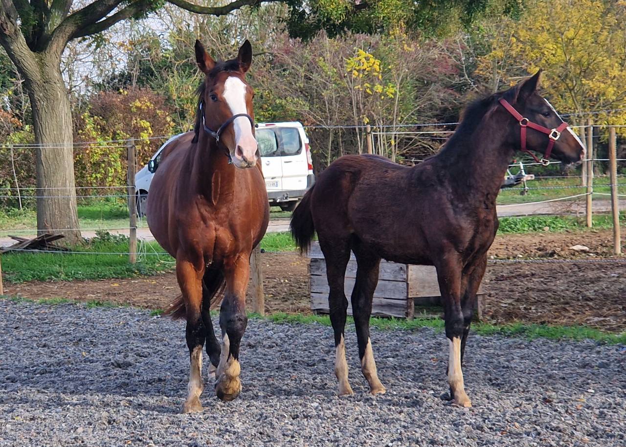 Potranca Silla Franc&eacute;s En venta 2025 Bayo moreno por Consul dl vie Z