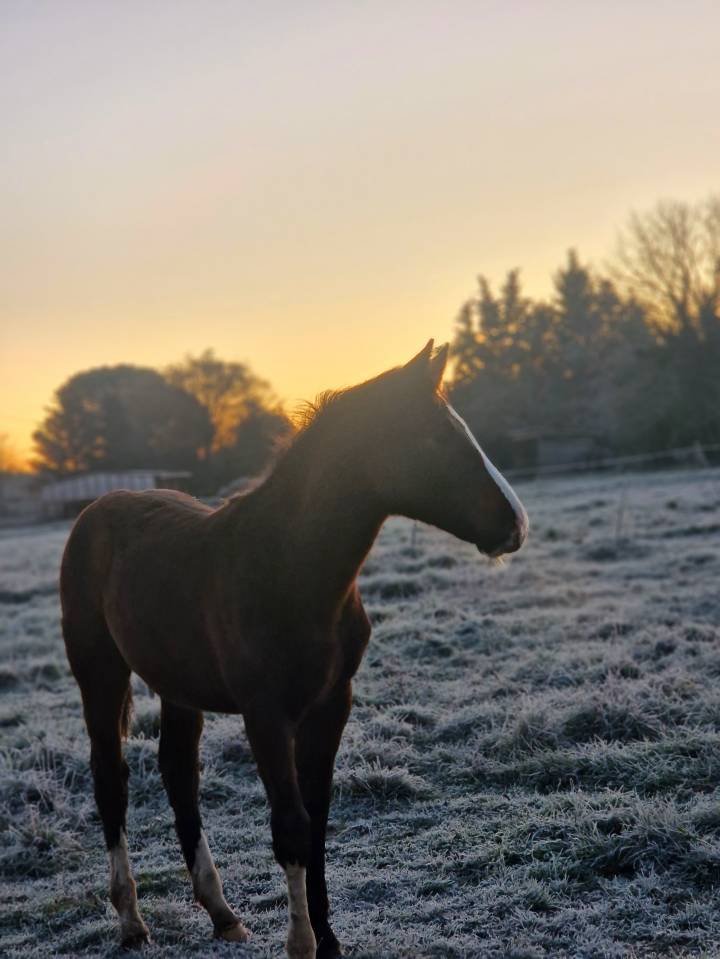 Potranca Silla Franc&eacute;s En venta 2025 Bayo moreno por Consul dl vie Z