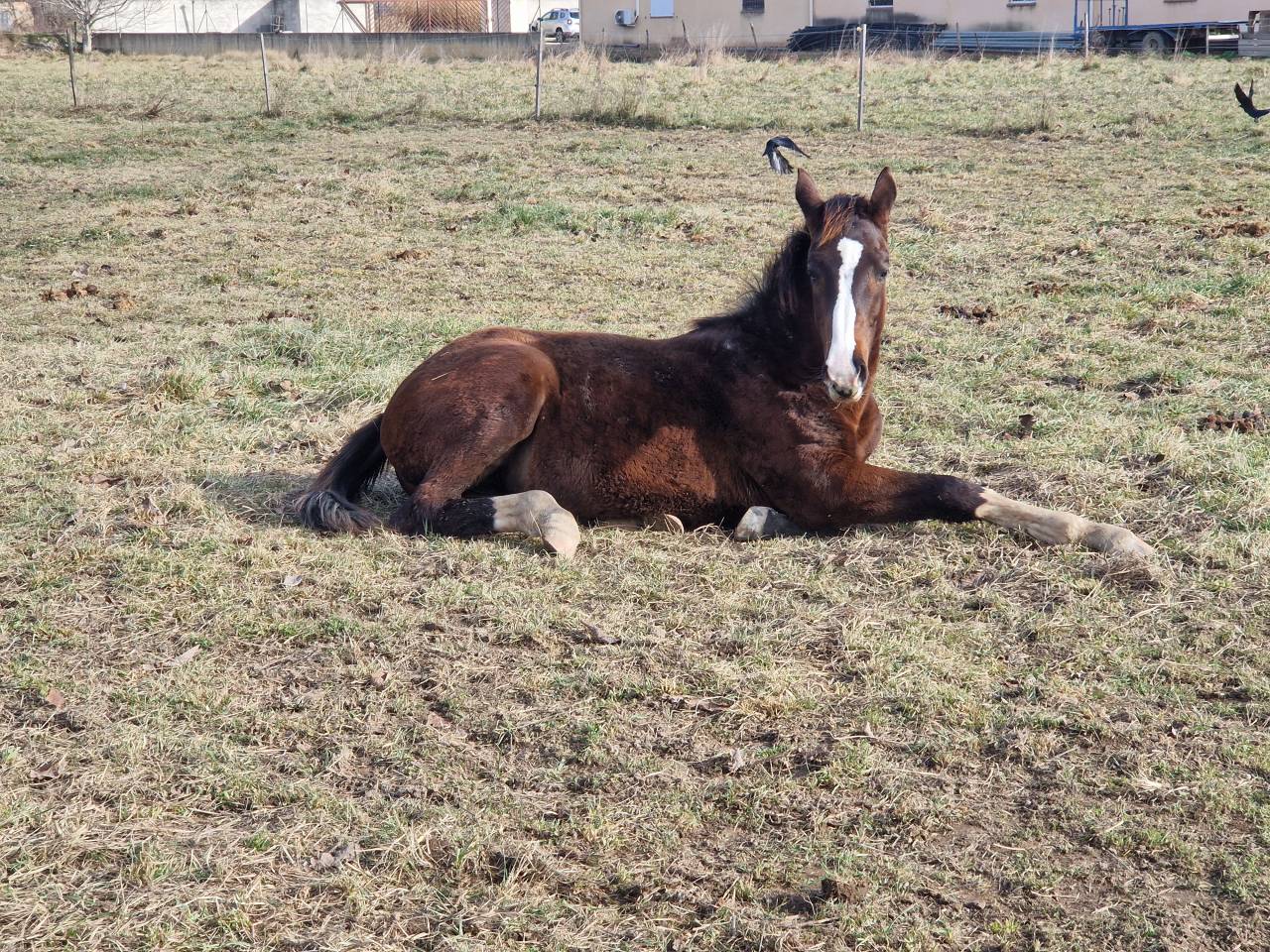 Potranca Silla Franc&eacute;s En venta 2025 Bayo moreno por Consul dl vie Z