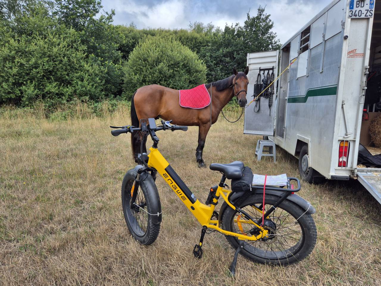 Caballo castrado Wielkopolski  En venta 2014 Bayo por KLASYK