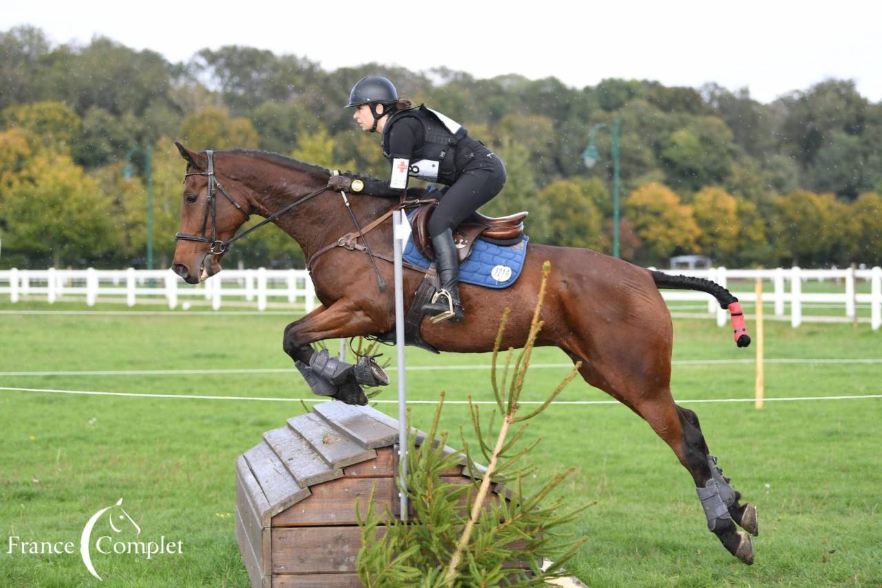 Caballo castrado Wielkopolski  En venta 2014 Bayo por KLASYK