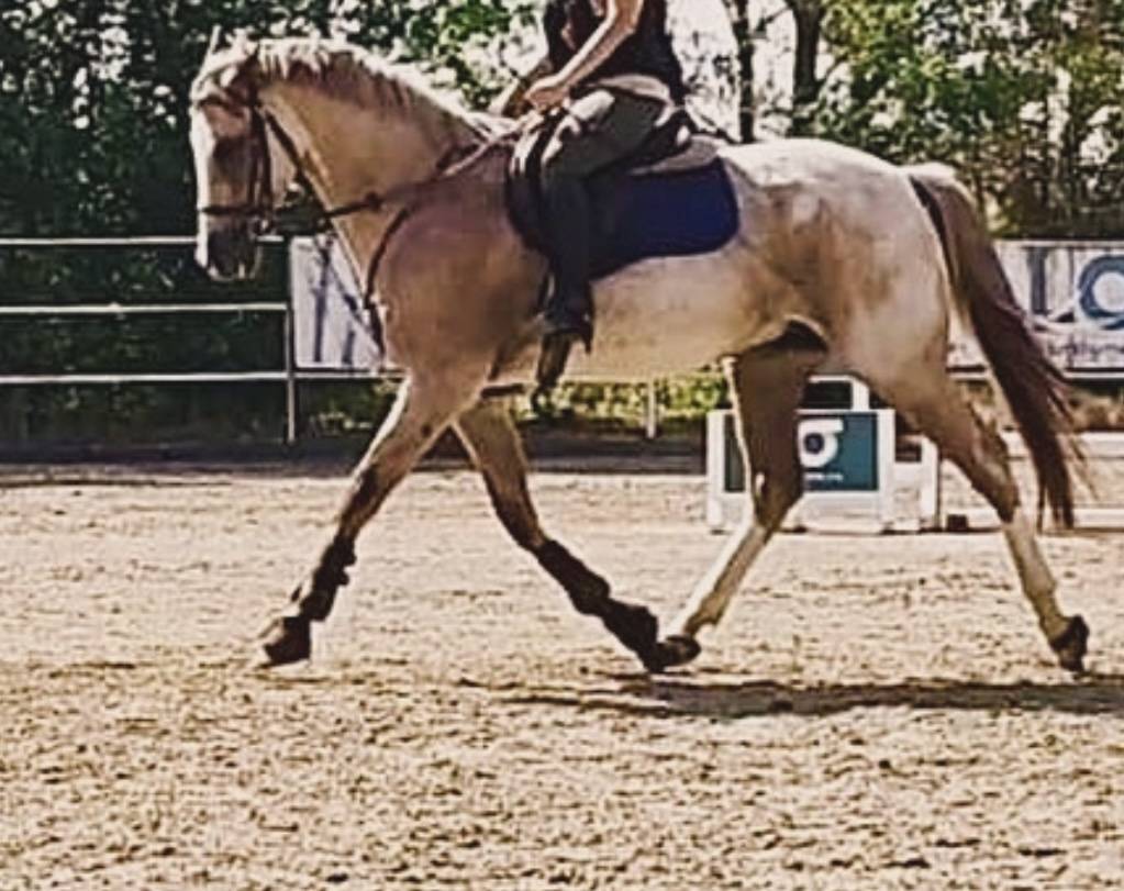 Caballo cruzado 7 años