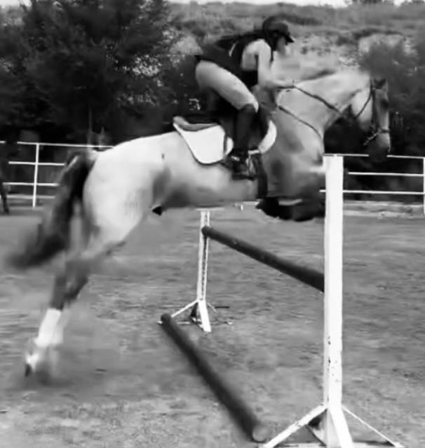 Caballo cruzado 7 años