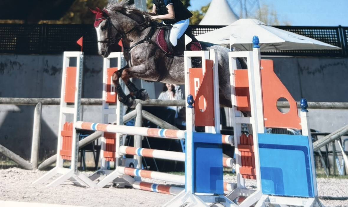 Caballo cruzado 7 años