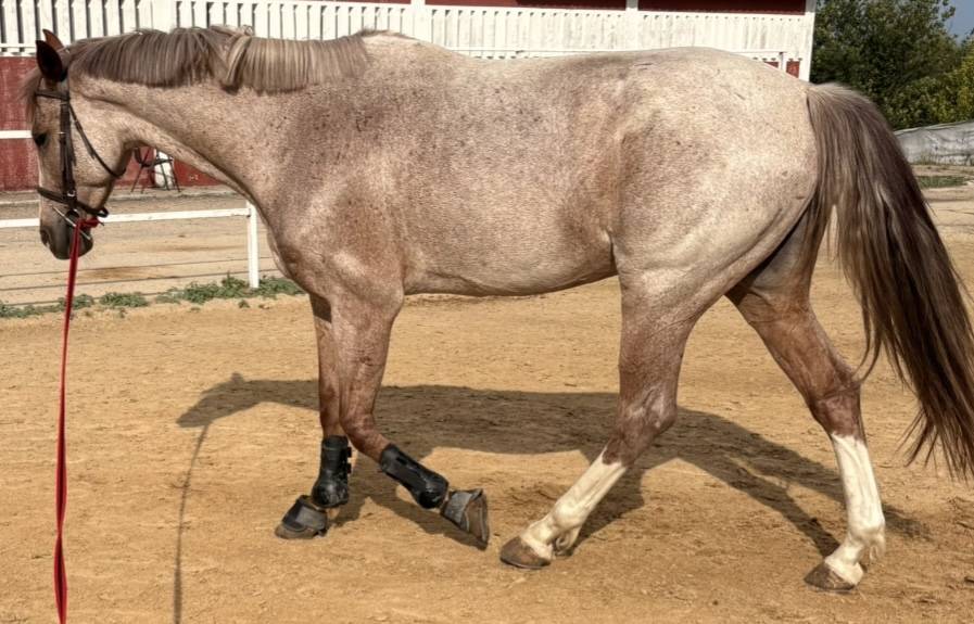 Caballo cruzado 7 años