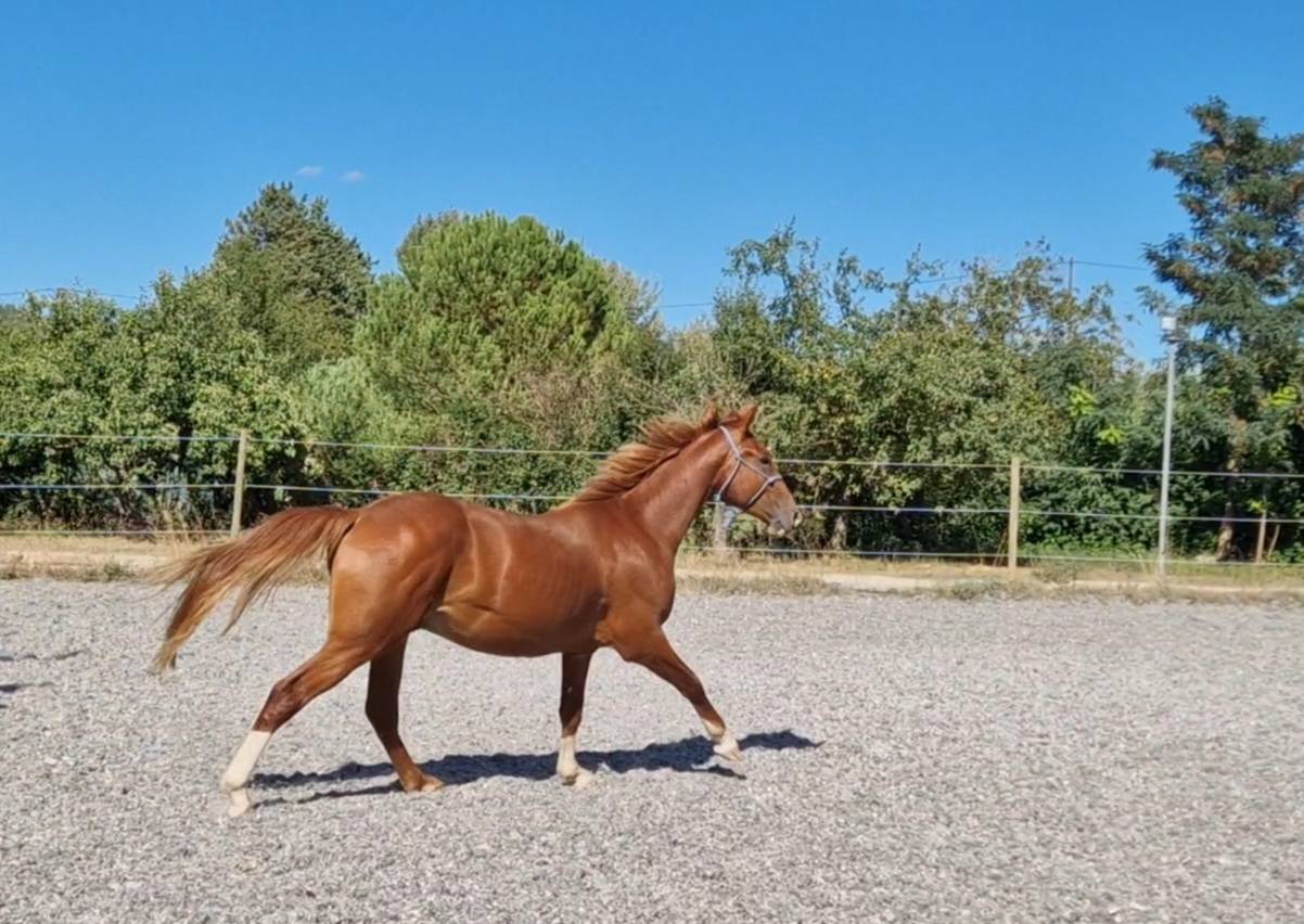 Caballo castrado Silla Francés En venta 2023 Pelo de vaca por Firth of Lorne