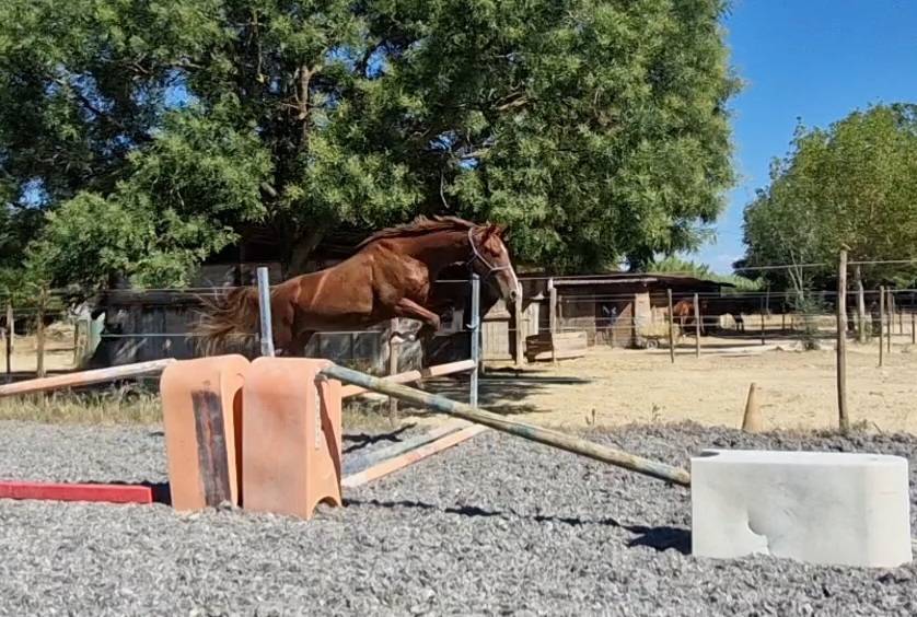 Caballo castrado Silla Francés En venta 2023 Pelo de vaca por Firth of Lorne