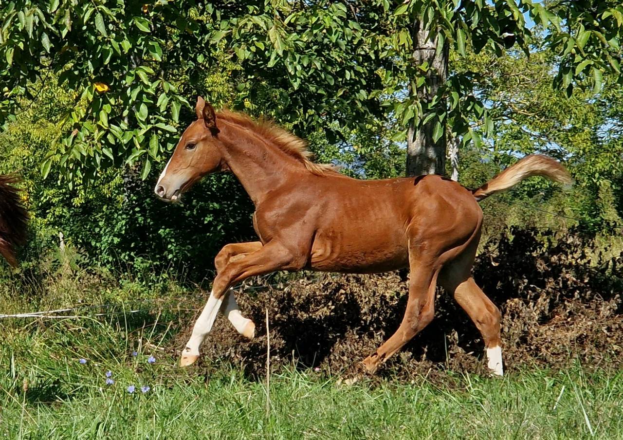 Caballo castrado Silla Francés En venta 2023 Pelo de vaca por Firth of Lorne